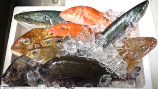鮮魚を氷の入った発砲箱に入れた写真。