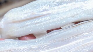 解凍した新鮮な生穴子